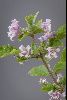 <em>Clematis heracleifolia</em> 'Pink Dwarf'